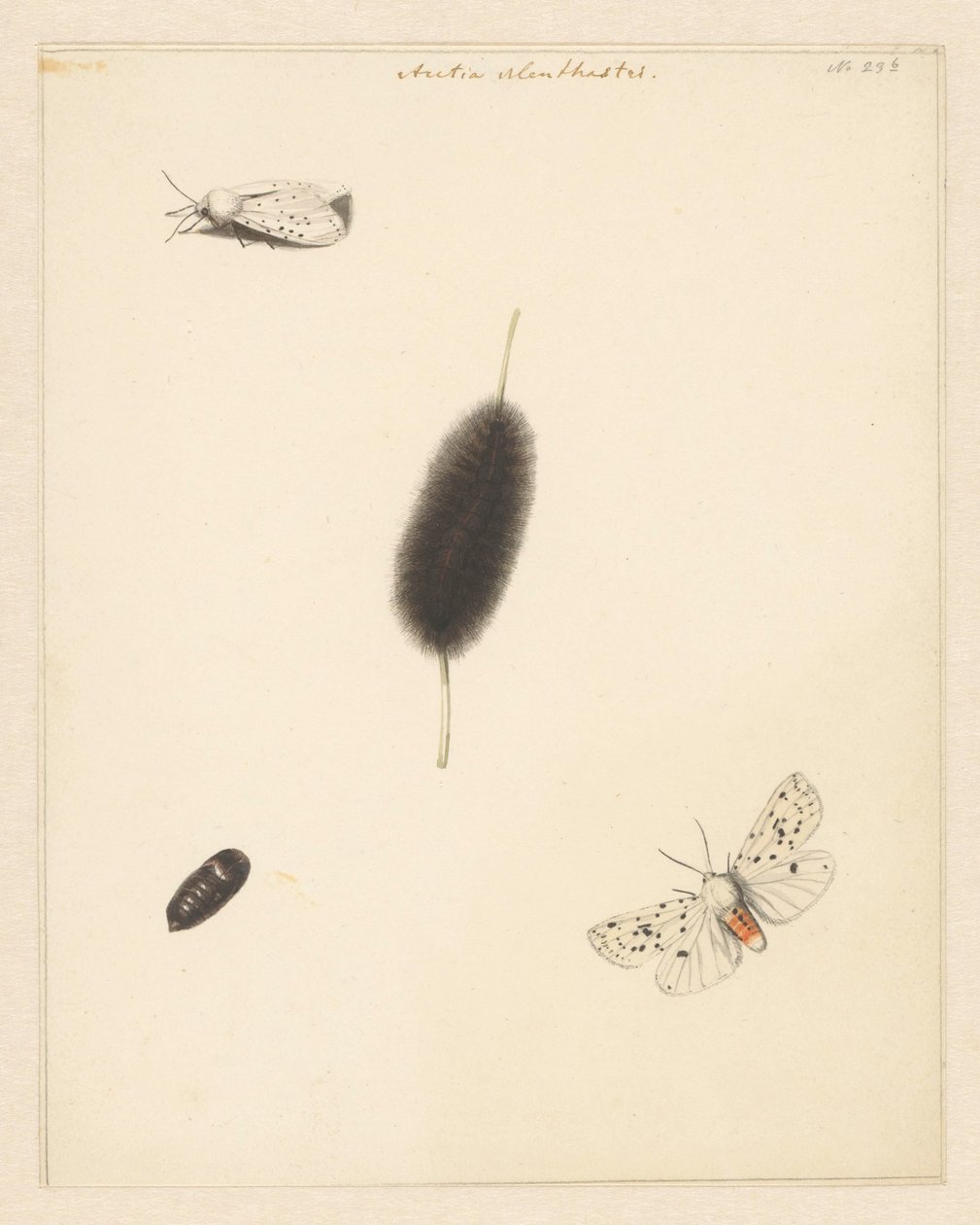 Ficha de estudio que muestra la oruga, el capullo y la polilla con las alas desplegadas de Aretia Menthastri de Albertus Steenbergen