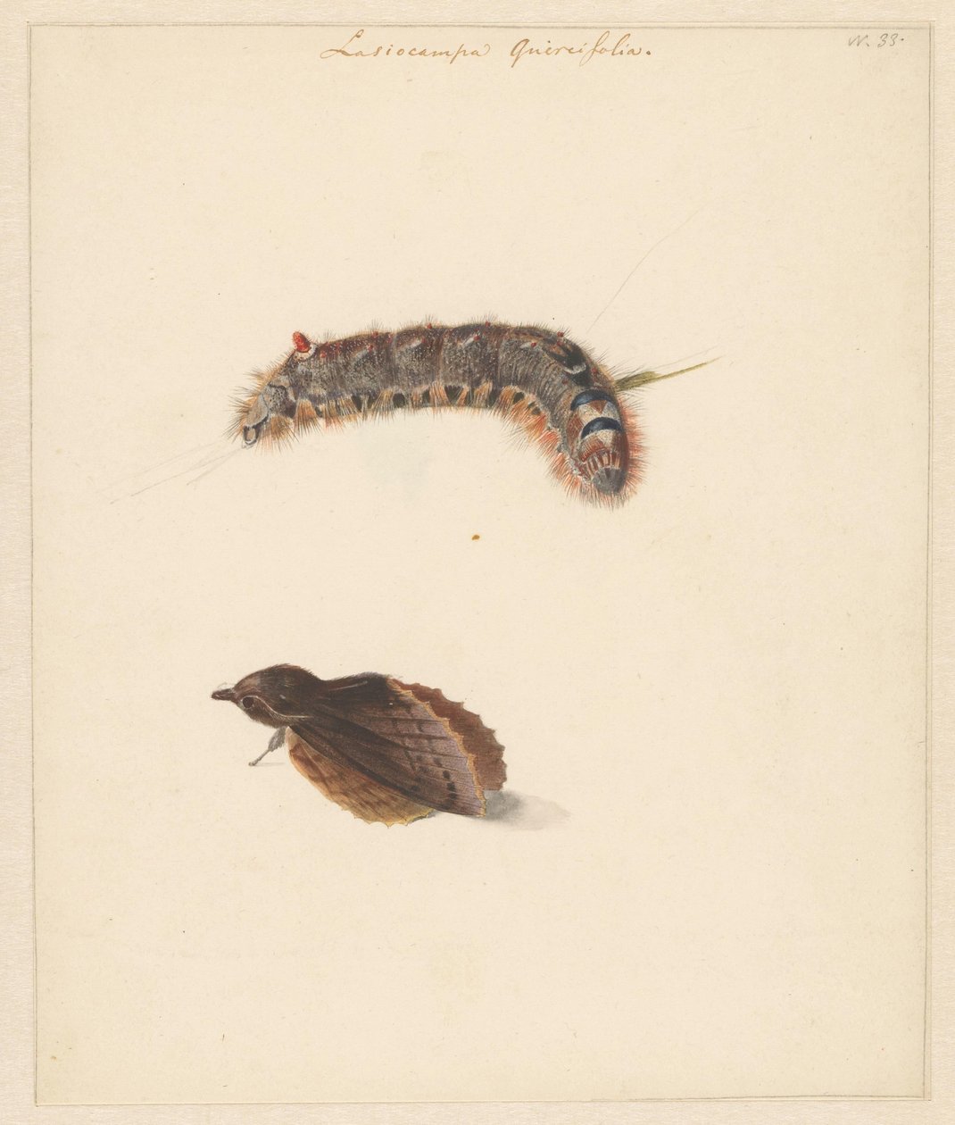 Hoja de estudio con oruga y polilla, Lasiocampa Quireifolia de Albertus Steenbergen
