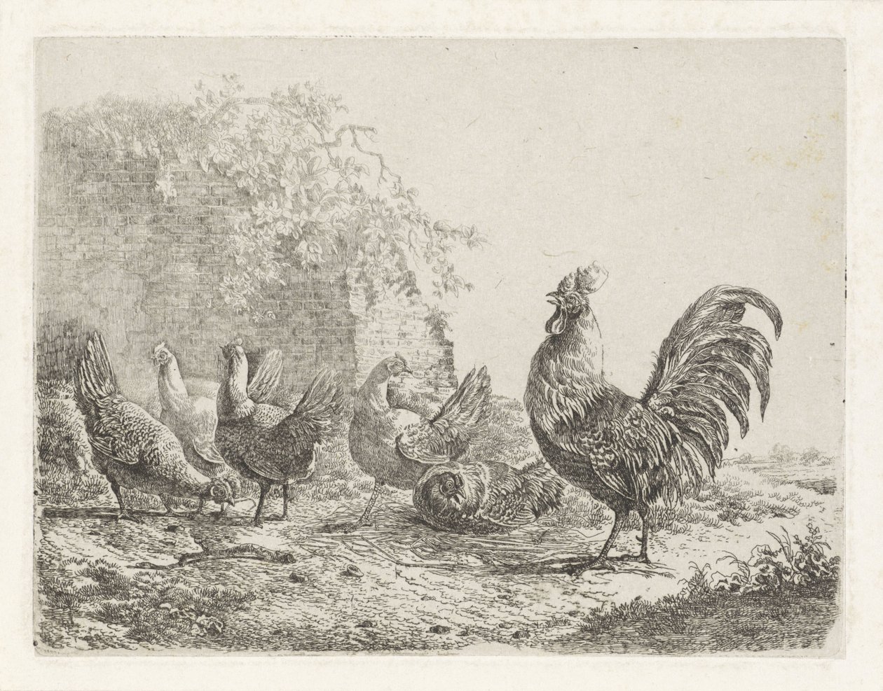 Gallo con cinco pollos de Albertus Verhoesen