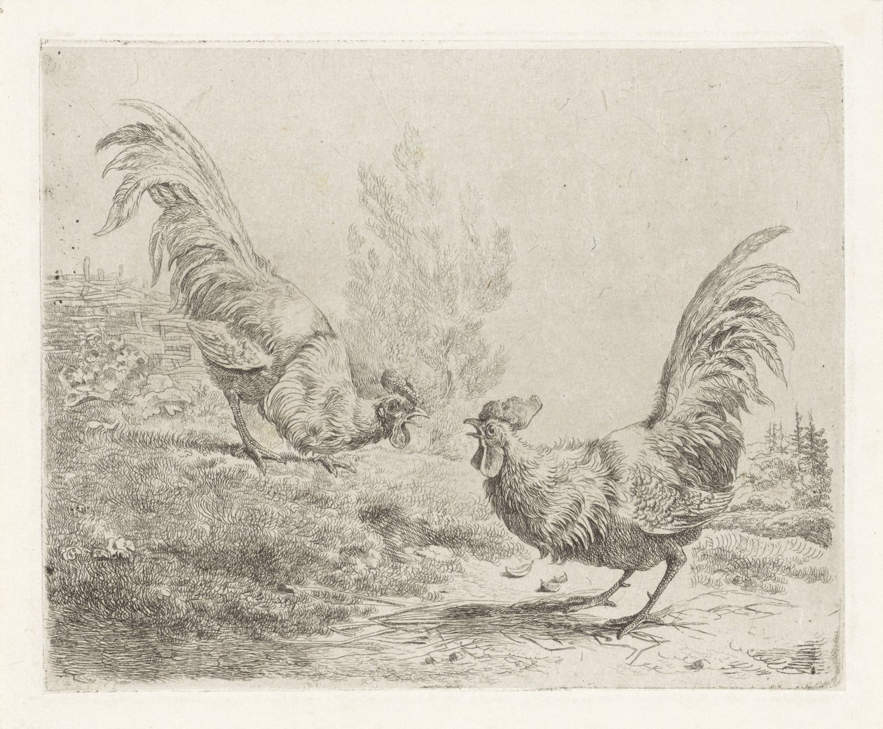 Dos gallos de pelea de Albertus Verhoesen