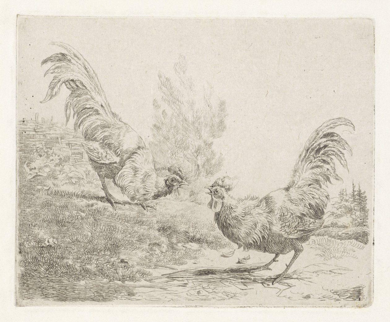 Dos gallos de pelea de Albertus Verhoesen