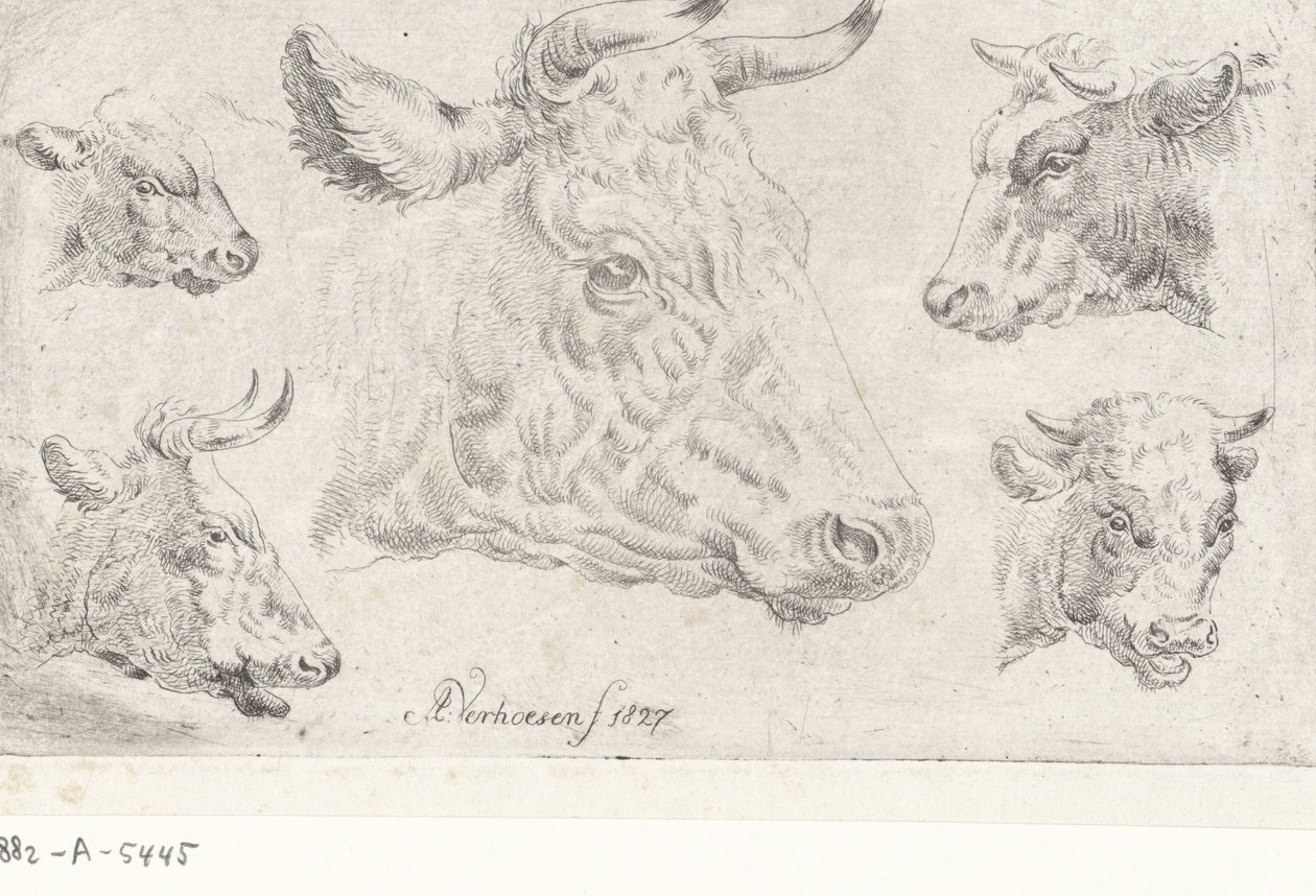 Cinco cabezas de vacas de Albertus Verhoesen
