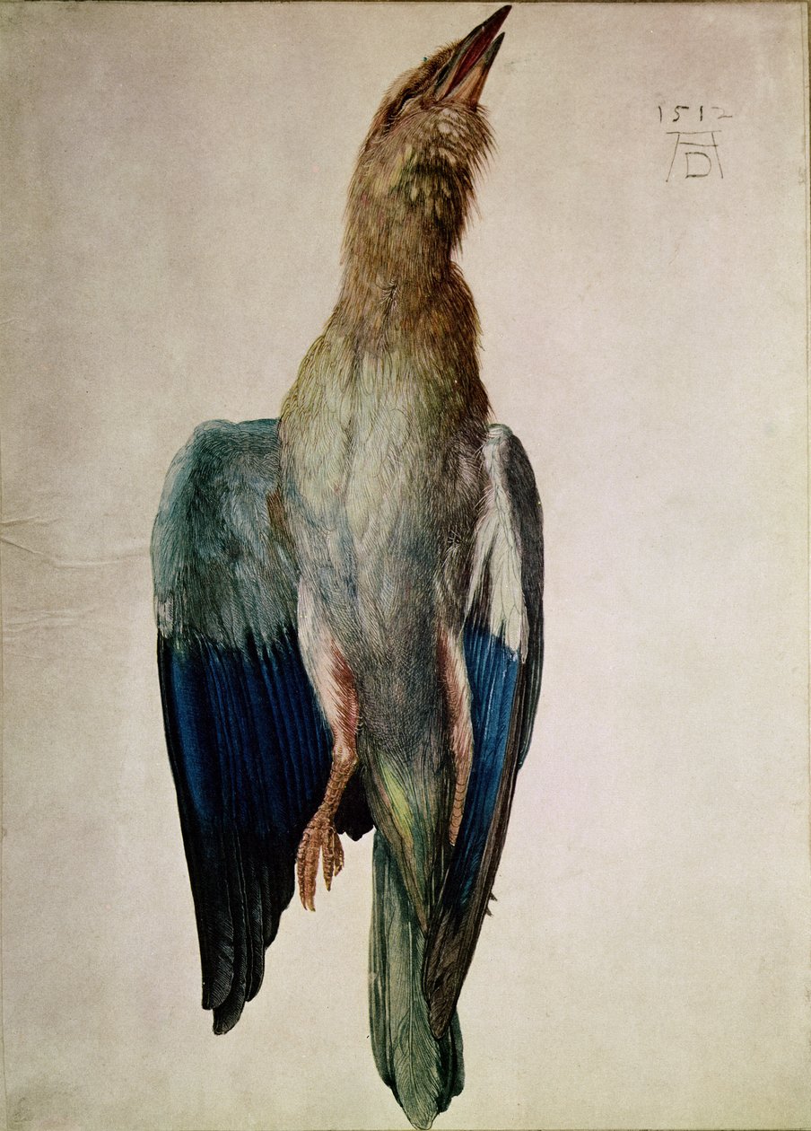 Cuervo azul, 1512 de Albrecht Dürer