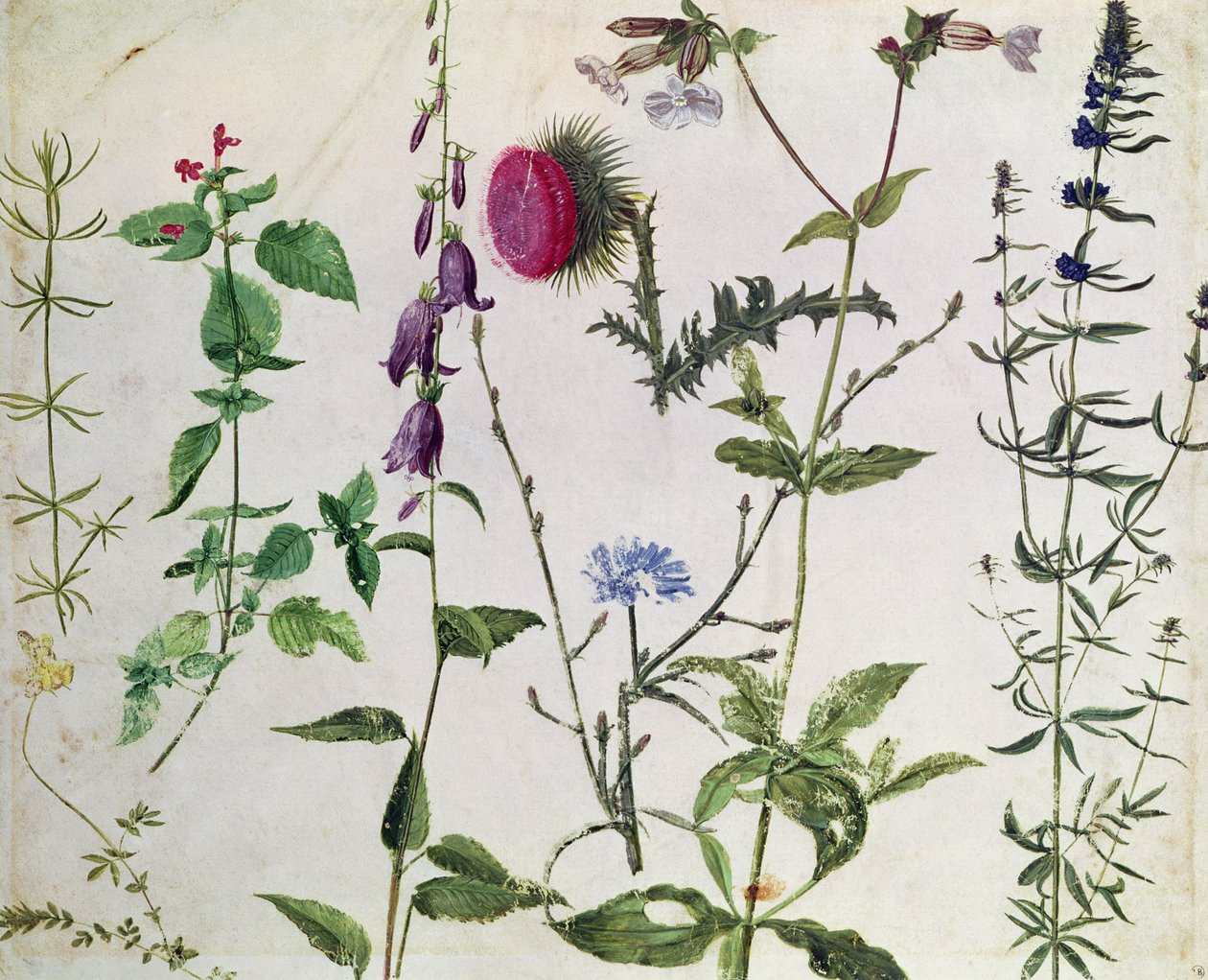 Ocho estudios de flores silvestres de Albrecht Dürer
