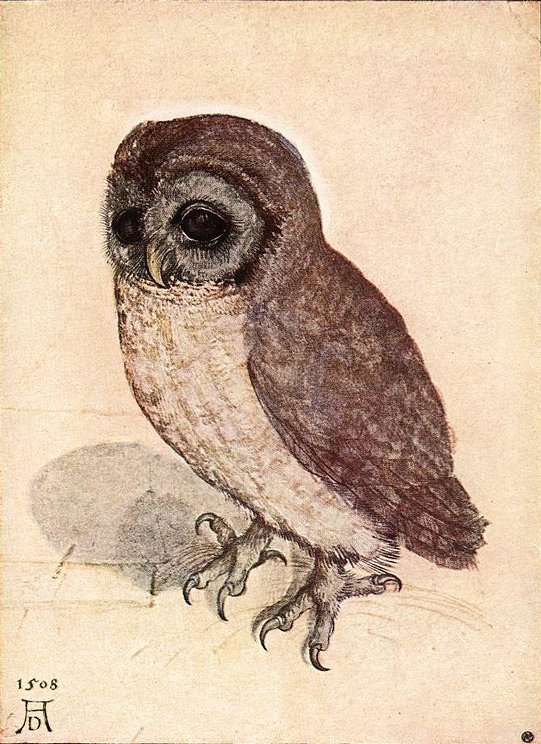 Pequeño búho de Albrecht Dürer