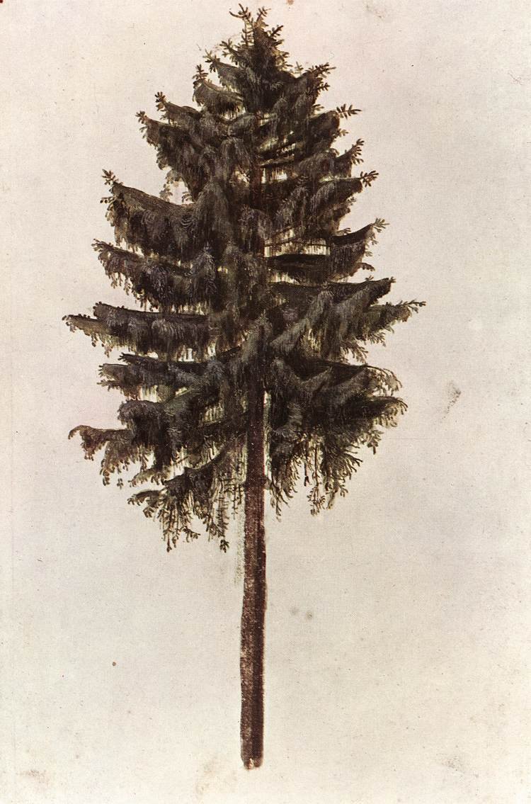 Árbol de Picea abies de Albrecht Dürer