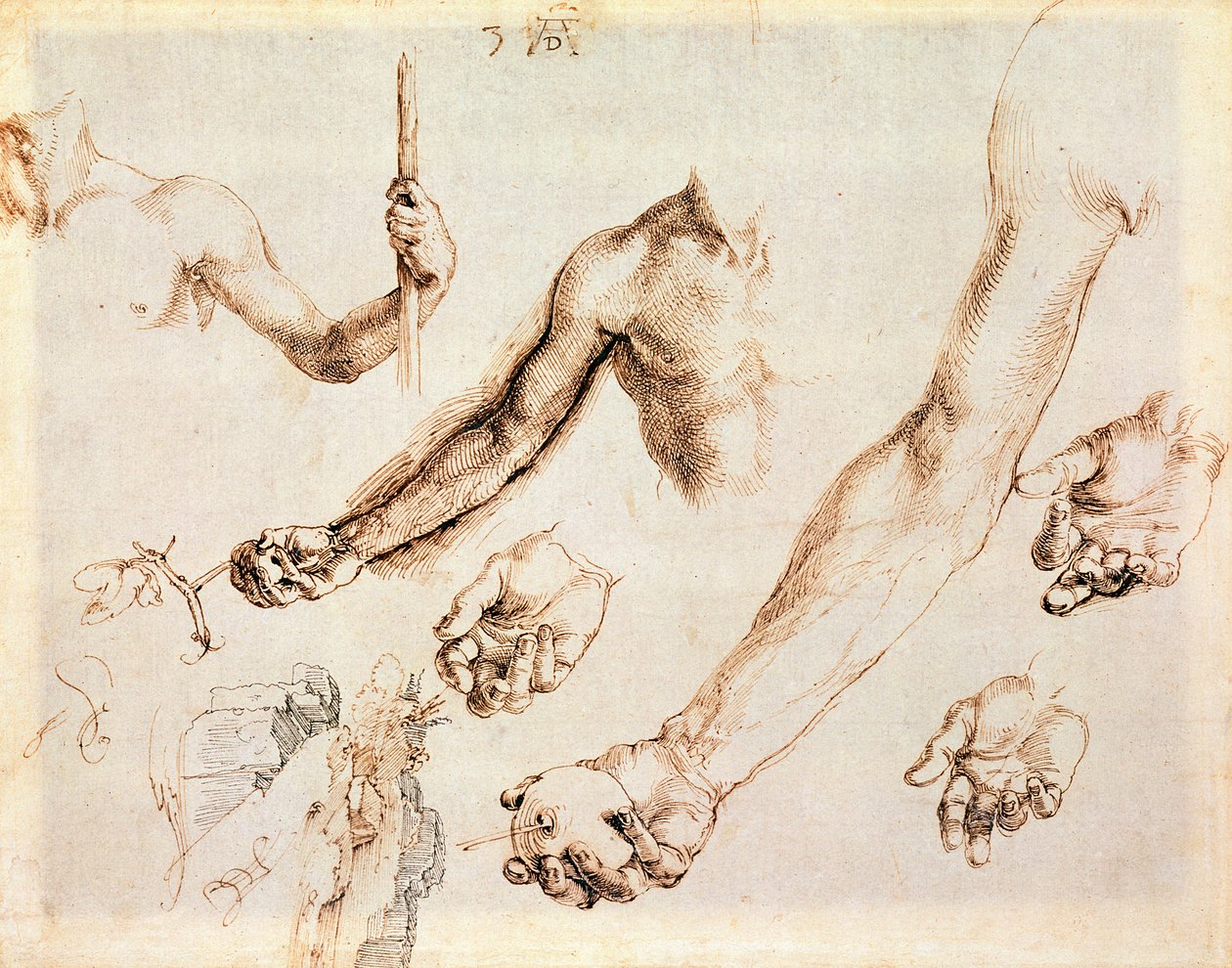 Estudio de manos y brazos masculinos de Albrecht Dürer