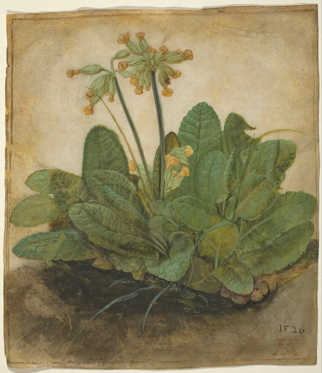 Manojo de prímulas de Albrecht Dürer