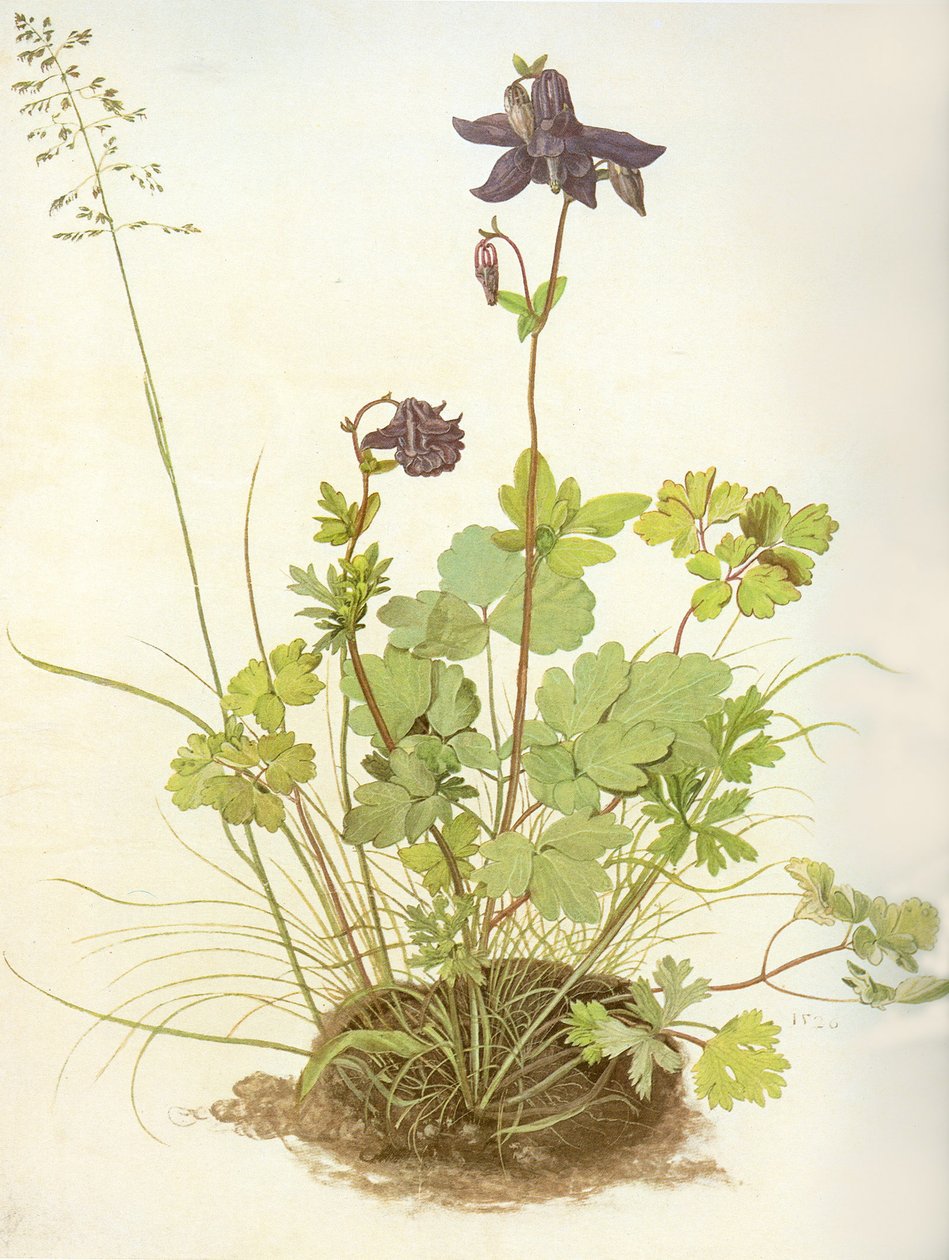Aquilegia, 1526 de Albrecht Dürer