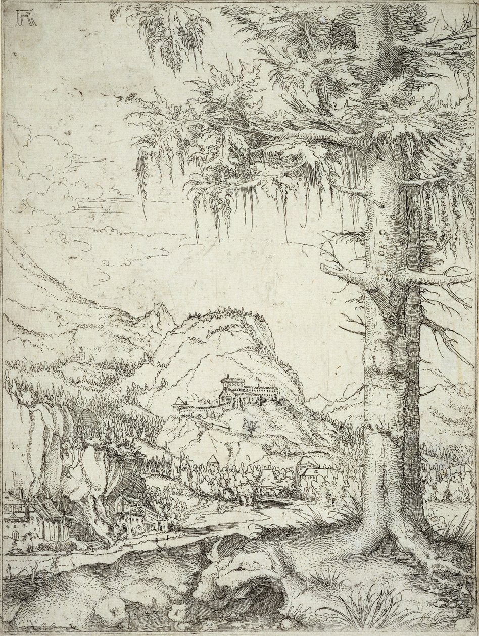 El Gran Abeto, c.1520 de Albrecht Altdorfer
