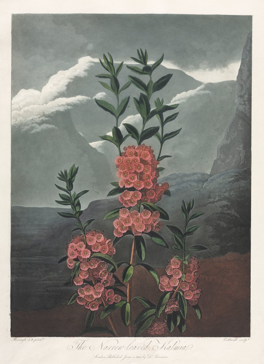 El Templo de Flora, o Jardín de la Naturaleza: La Kalmia de Hojas Estrechas de Albrecht Altdorfer