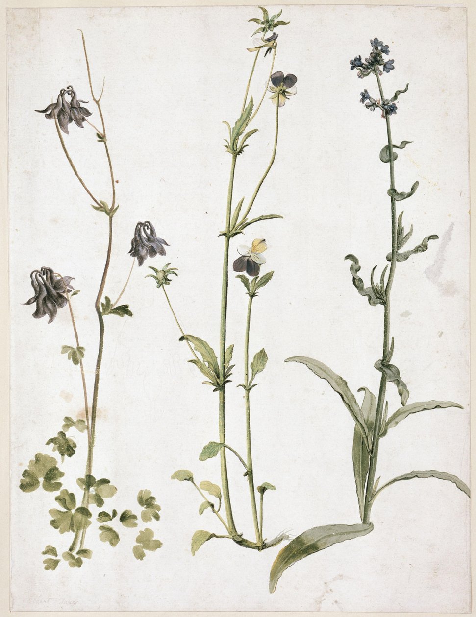 Aguileña, pensamiento y lengua de buey de Albrecht Dürer