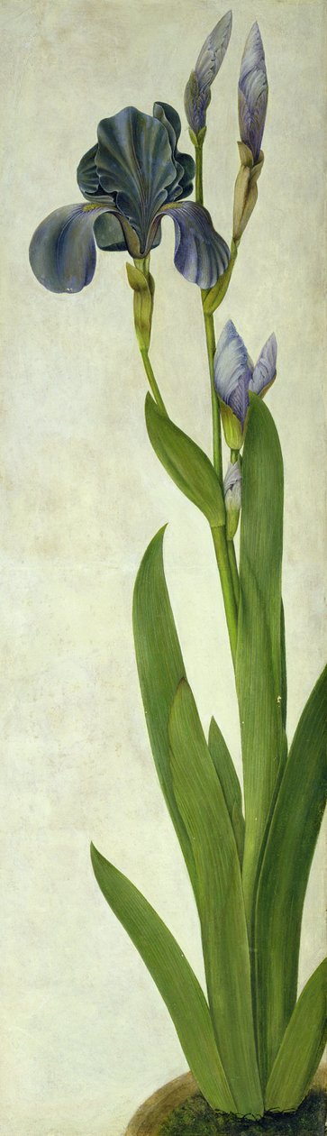 Un iris de Albrecht Dürer