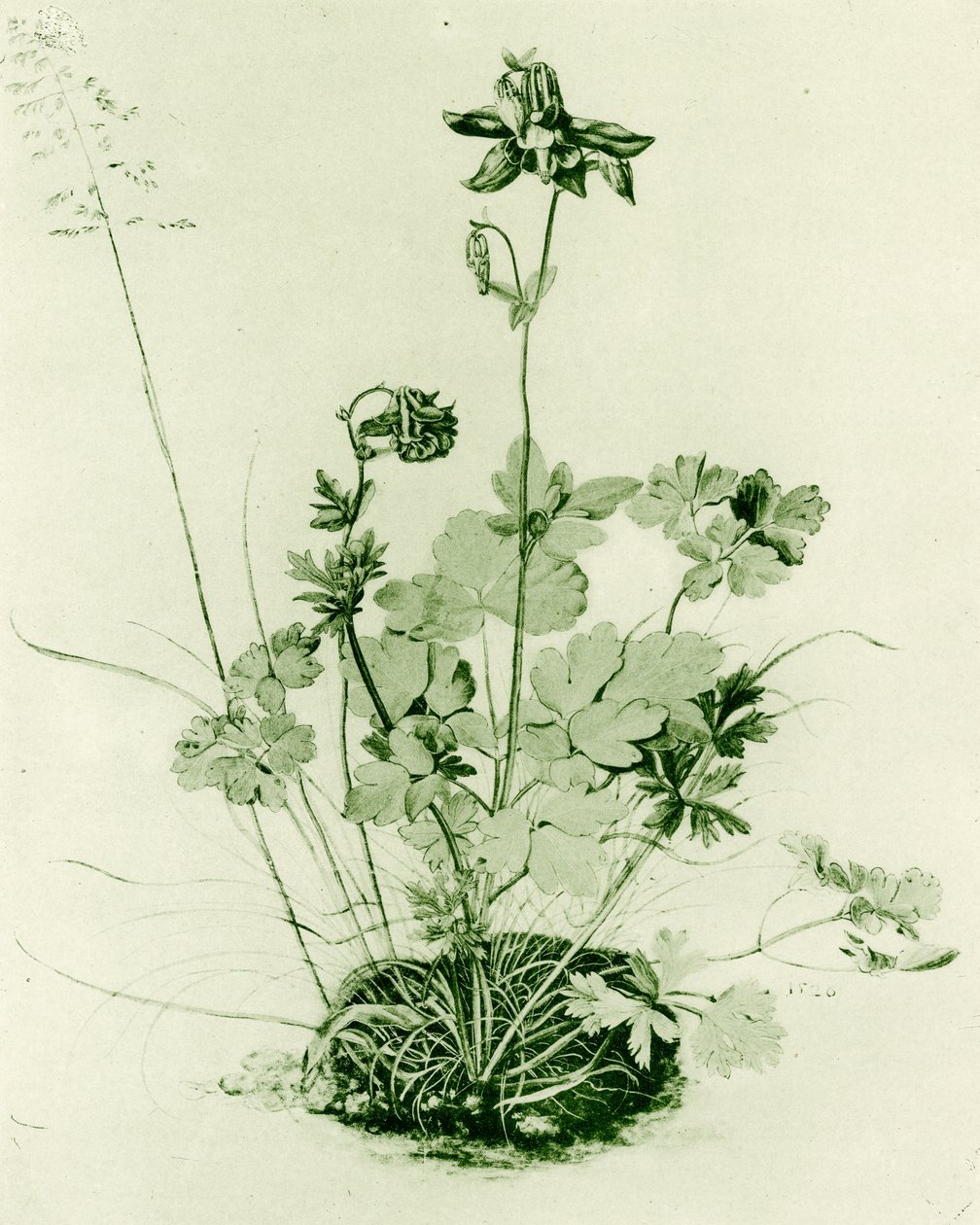 Columbina de Albrecht Dürer