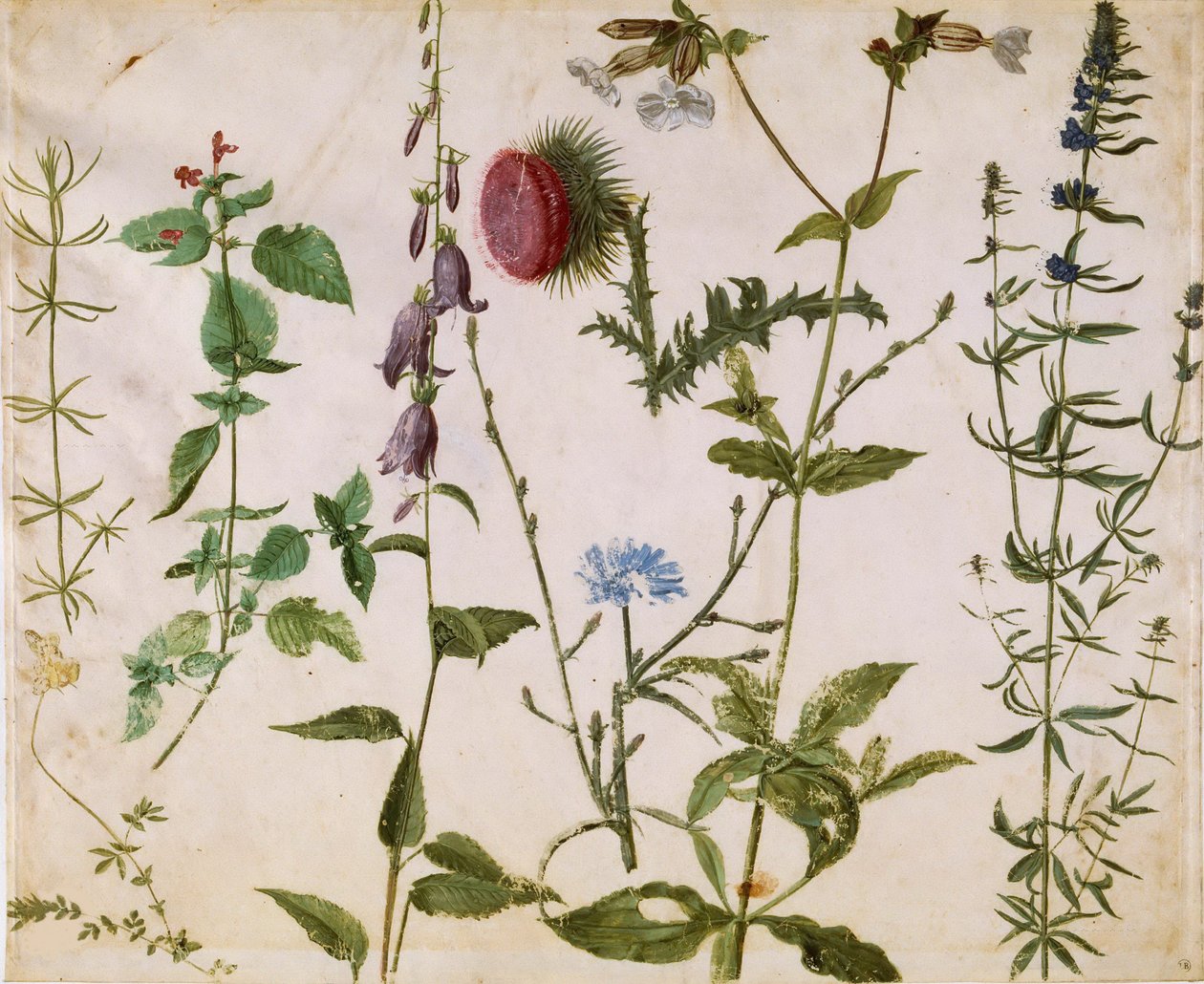Ocho Estudios de Flores Silvestres de Albrecht Dürer