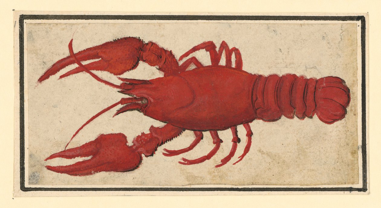 Cangrejo de río cocido, hacia la izquierda de Albrecht Dürer