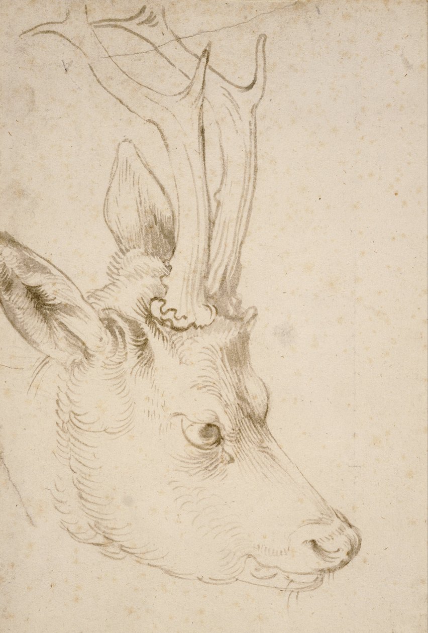 Cabeza de un Roebuck de Albrecht Dürer