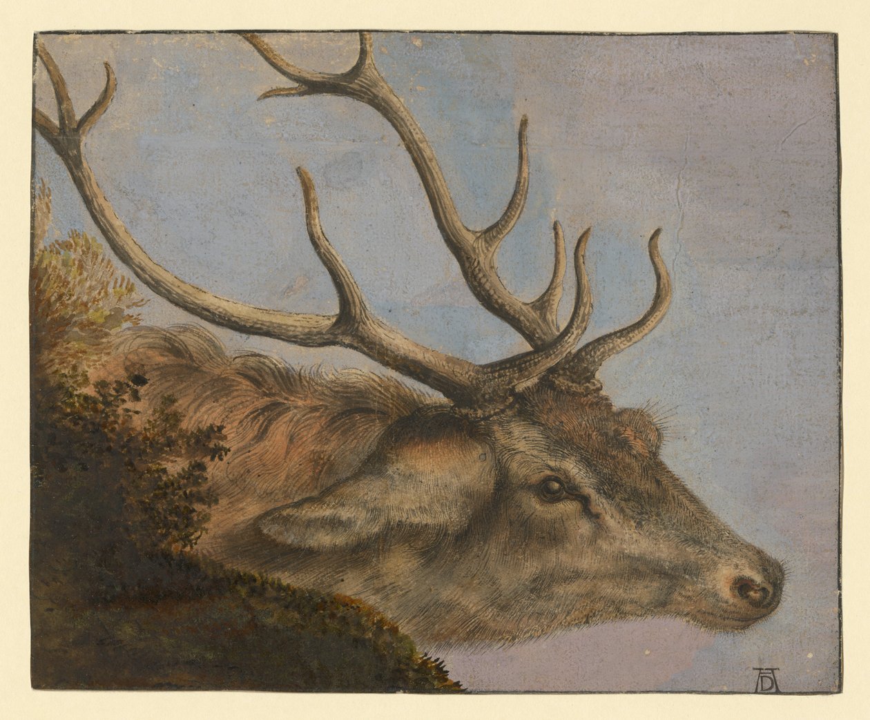 Cabeza de ciervo de Albrecht Dürer