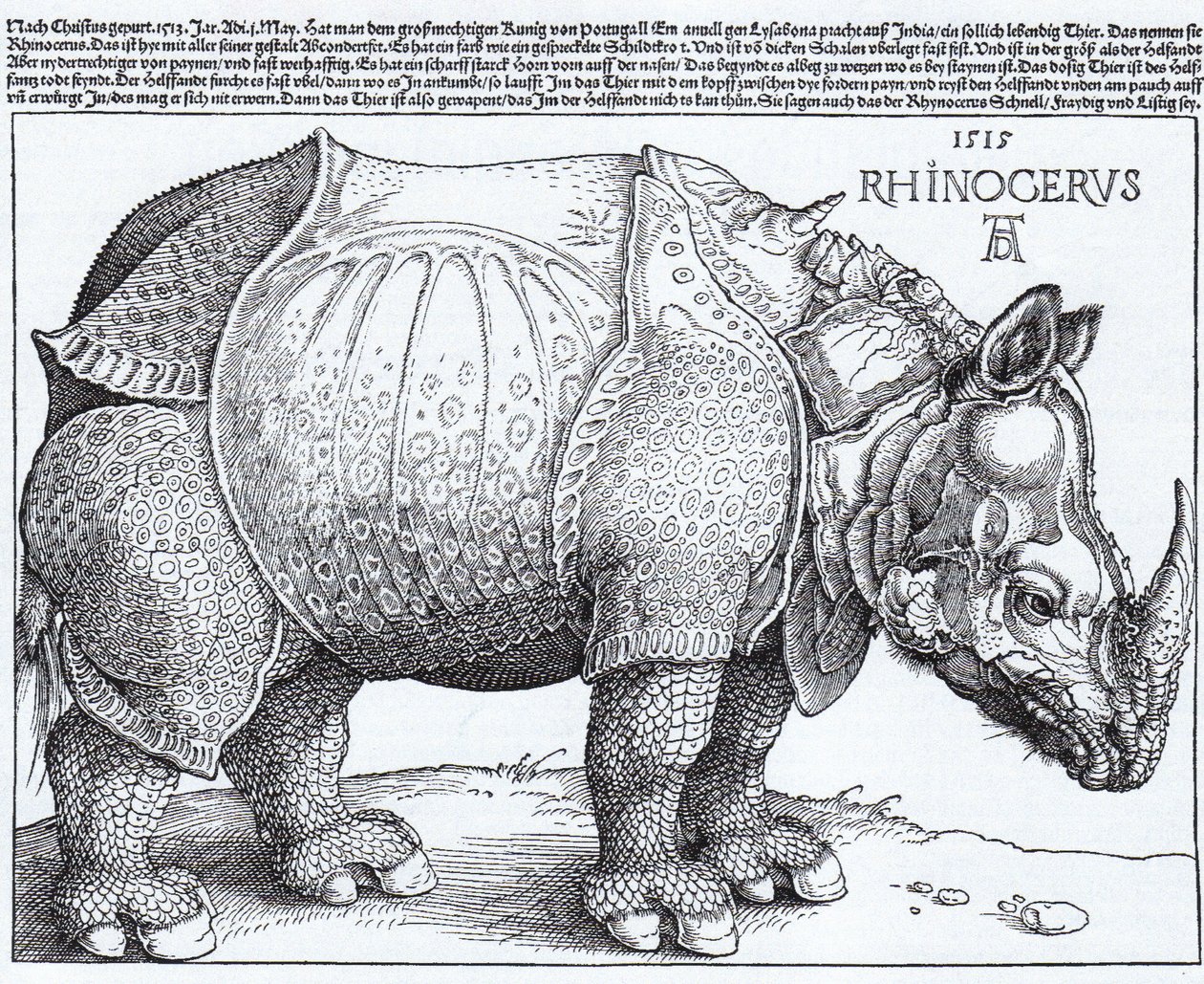 Latín:  Rhinocerus El Rinoceronte de Albrecht Dürer