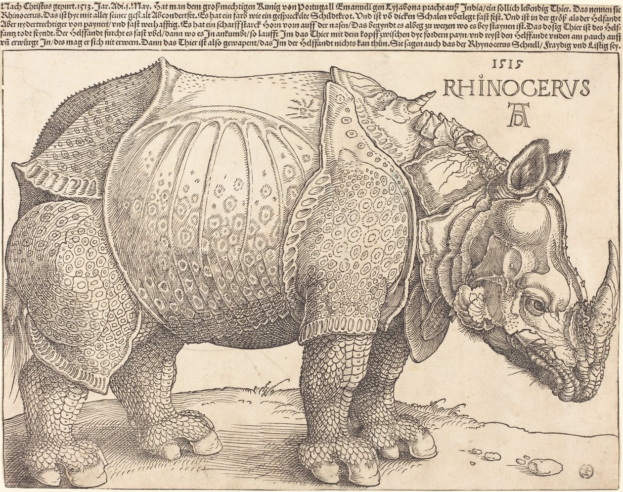 Latín:  Rhinocerus El Rinoceronte de Albrecht Dürer