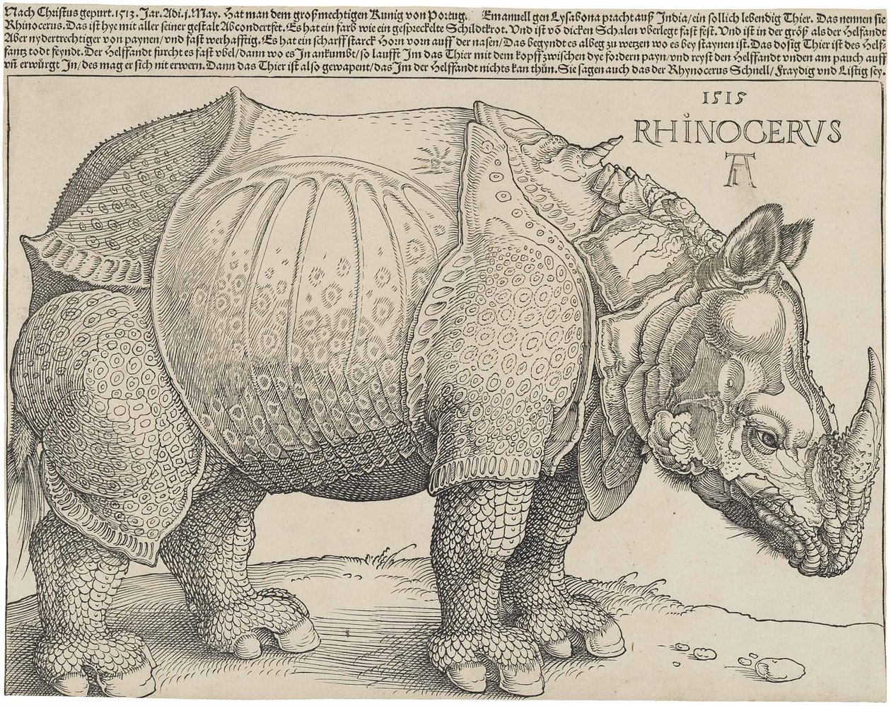 Latín:  Rhinocerus El Rinoceronte de Albrecht Dürer