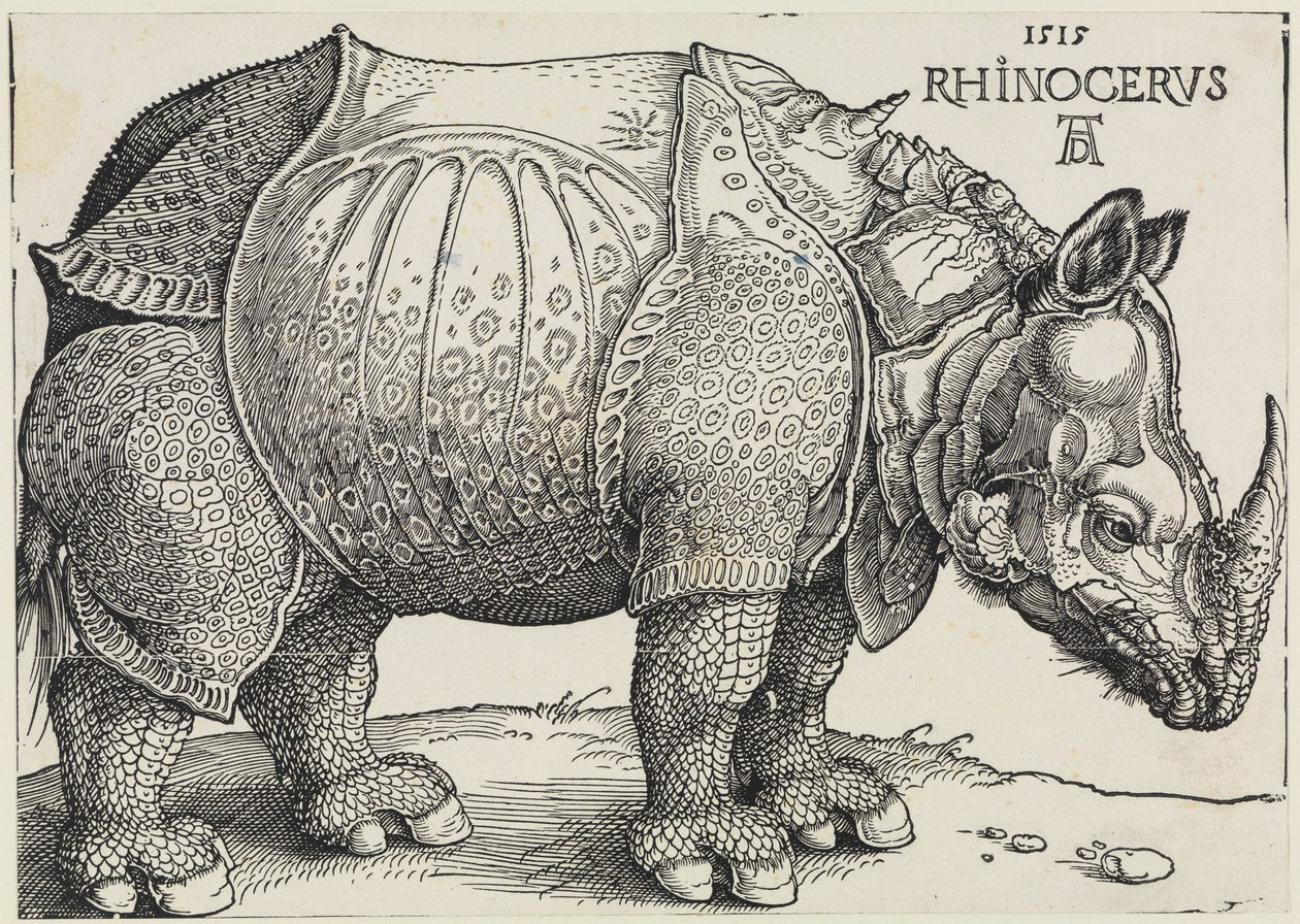 Rhinocerus (El rinoceronte) de Albrecht Dürer