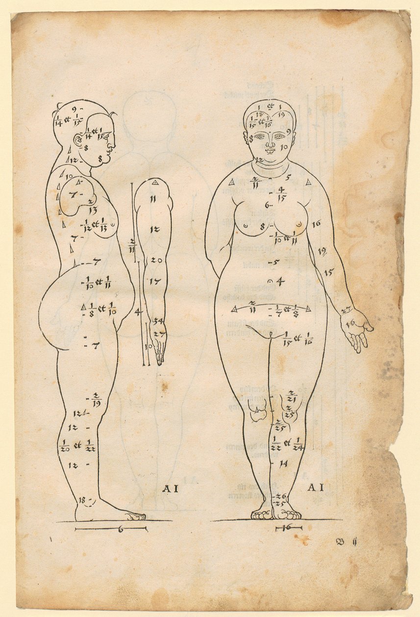 Vista lateral y frontal de la mujer de 7 longitudes de cabeza (tipo AI), brazo en vista lateral, extraído de «La teoría de las proporciones» de Albrecht Dürer