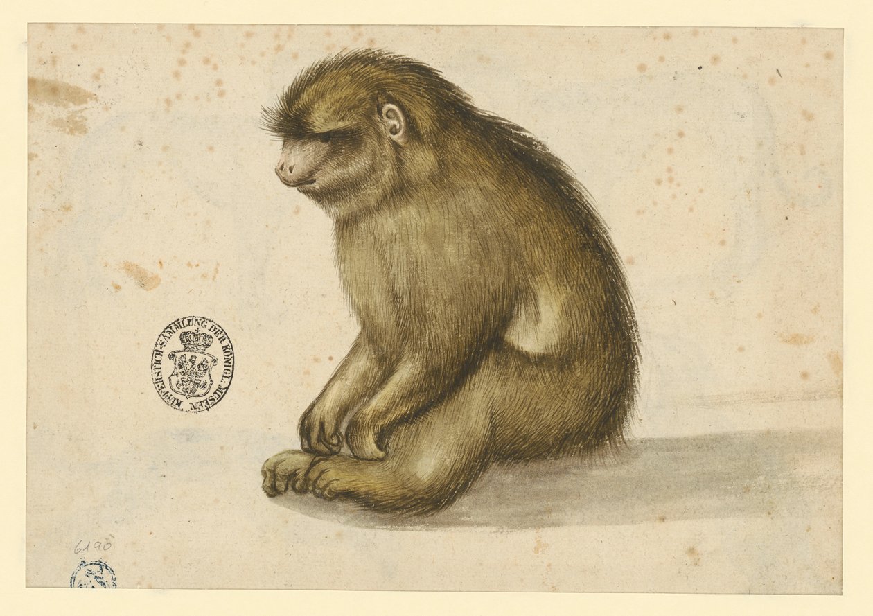 Mono sentado de Albrecht Dürer