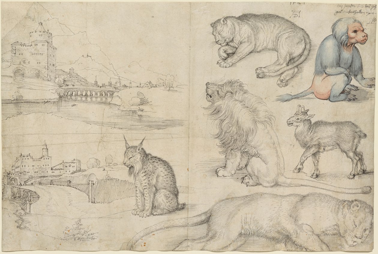 Bocetos de animales y paisajes, 1521 de Albrecht Dürer