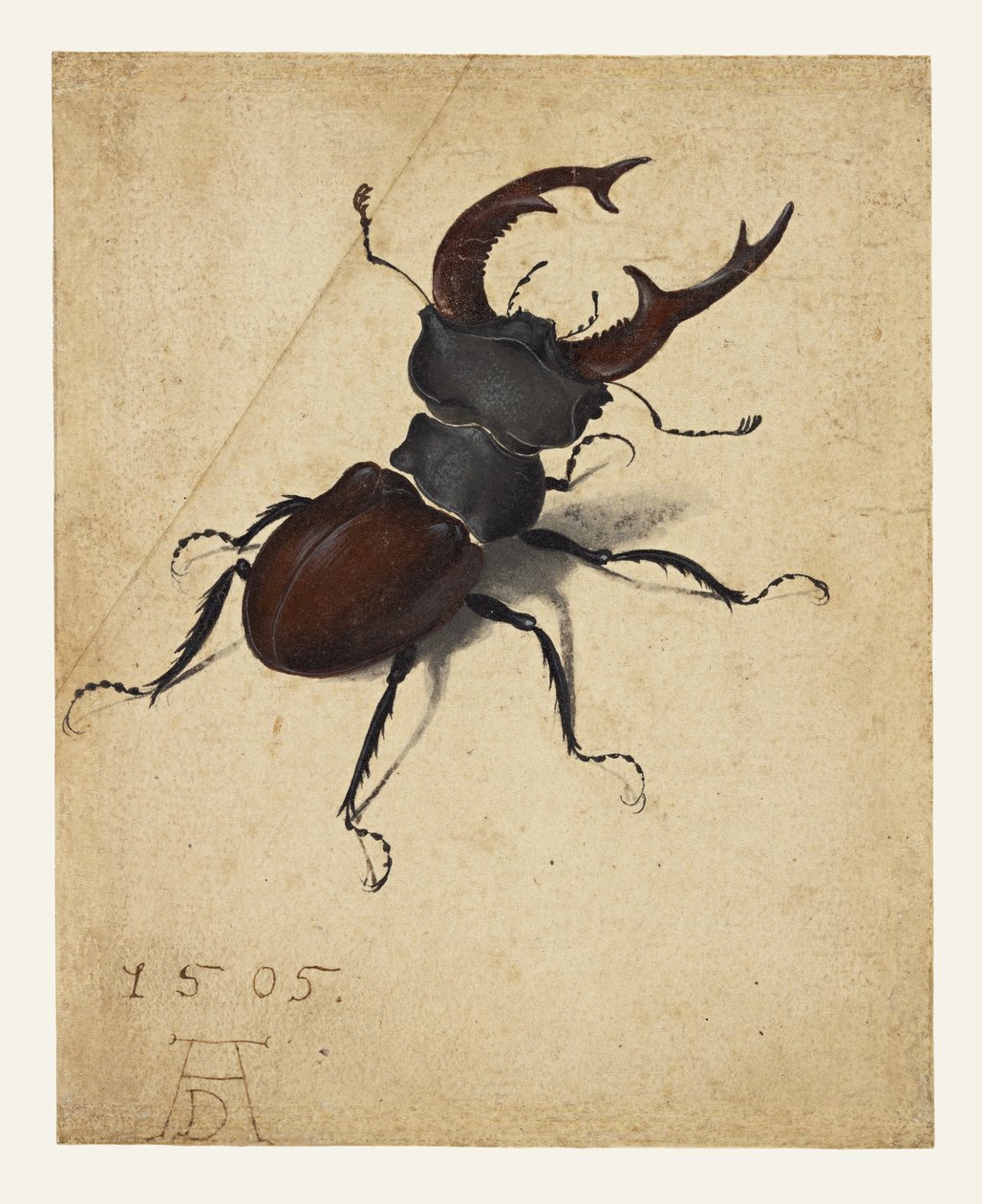 Cucaracho de Albrecht Dürer