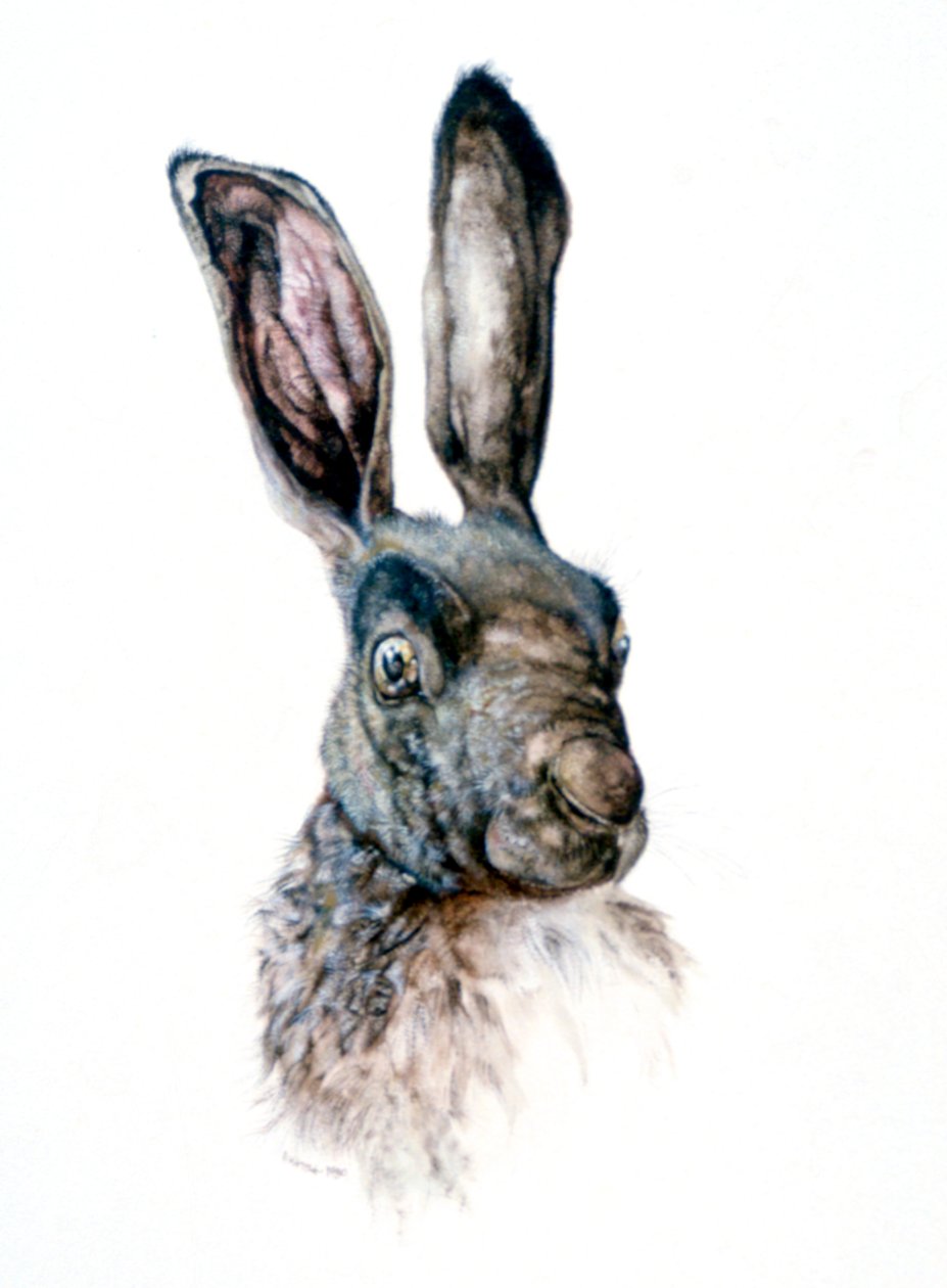 Estudio de una Liebre de Albrecht Dürer