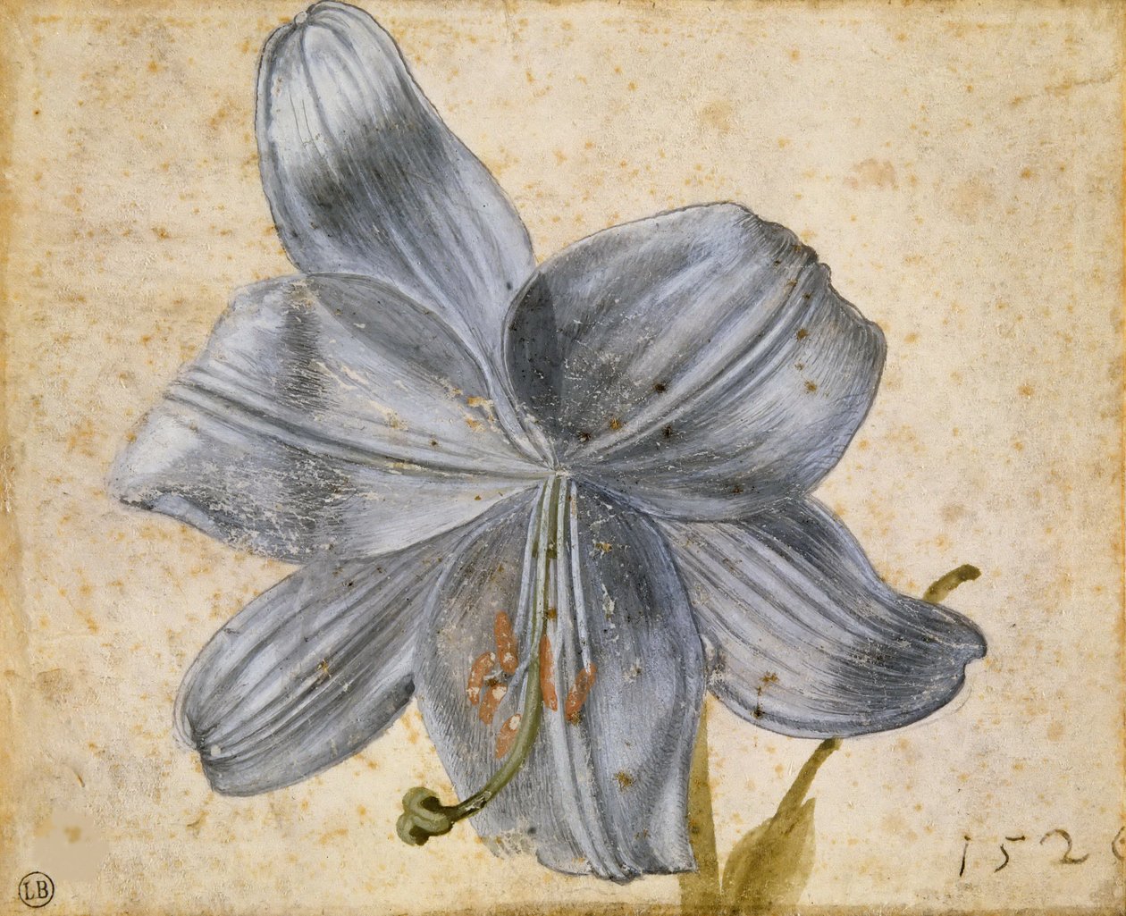 Estudio de un lirio, 1526 de Albrecht Dürer
