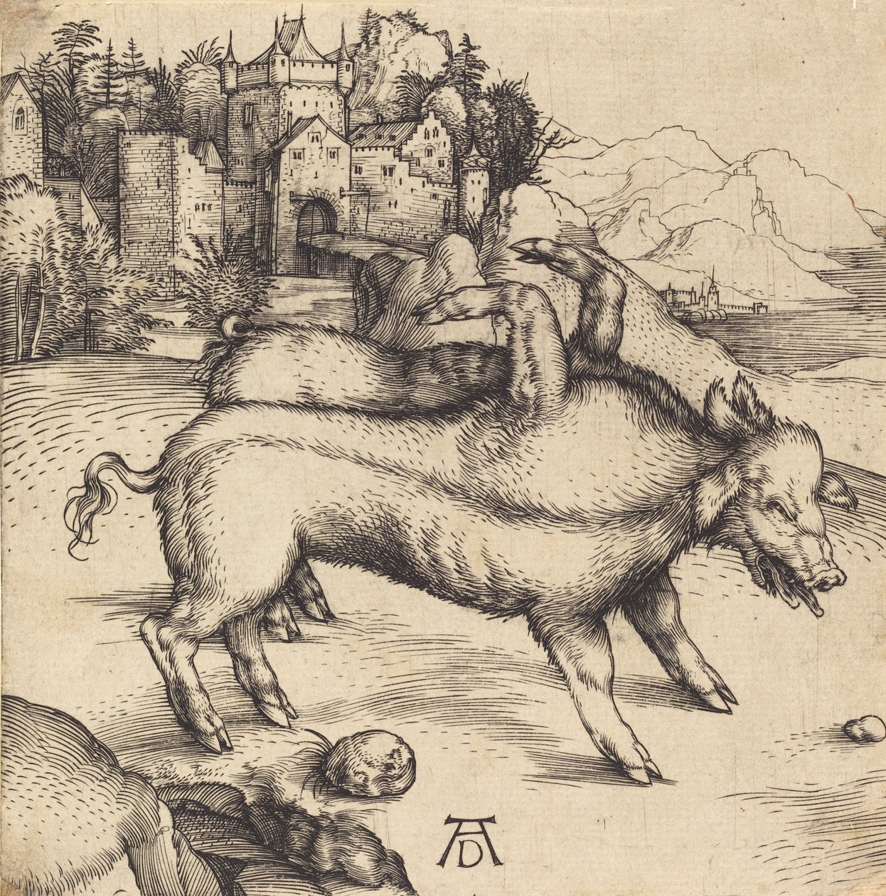 El cerdo monstruoso de Landser, probablemente 1496 de Albrecht Dürer