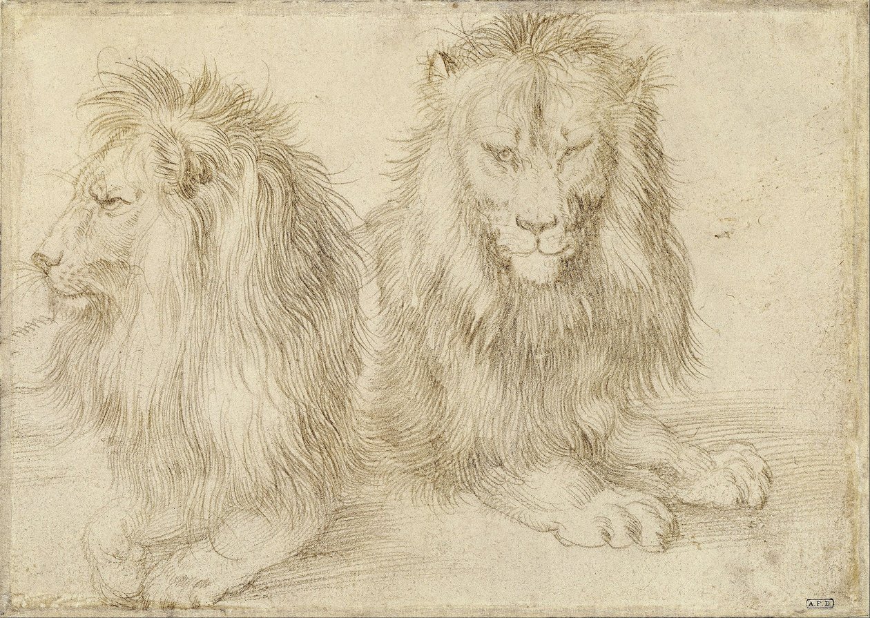 Dos leones sentados de Albrecht Dürer