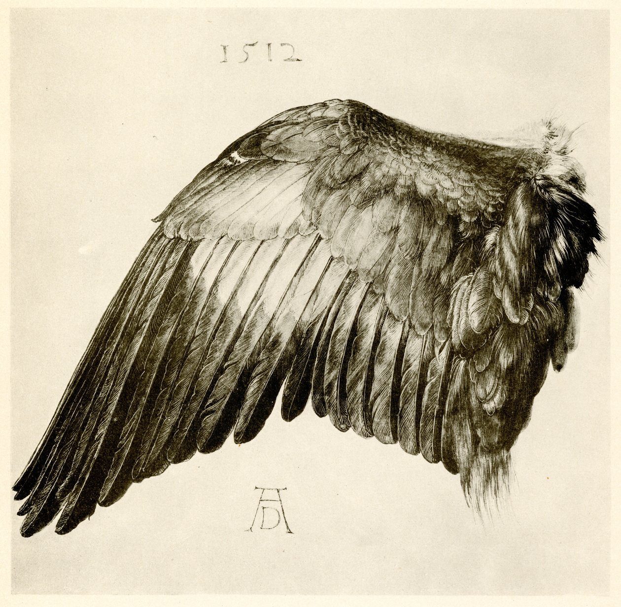Ala de un carraca azul de Albrecht Dürer