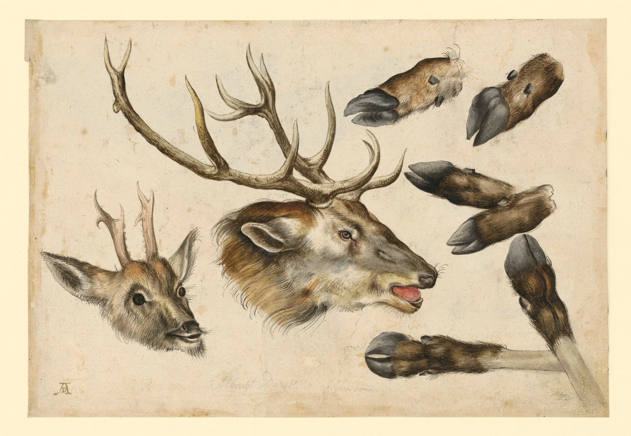 Dos cabezas de ciervo, mirando hacia la derecha, y seis trompas de Albrecht Dürer