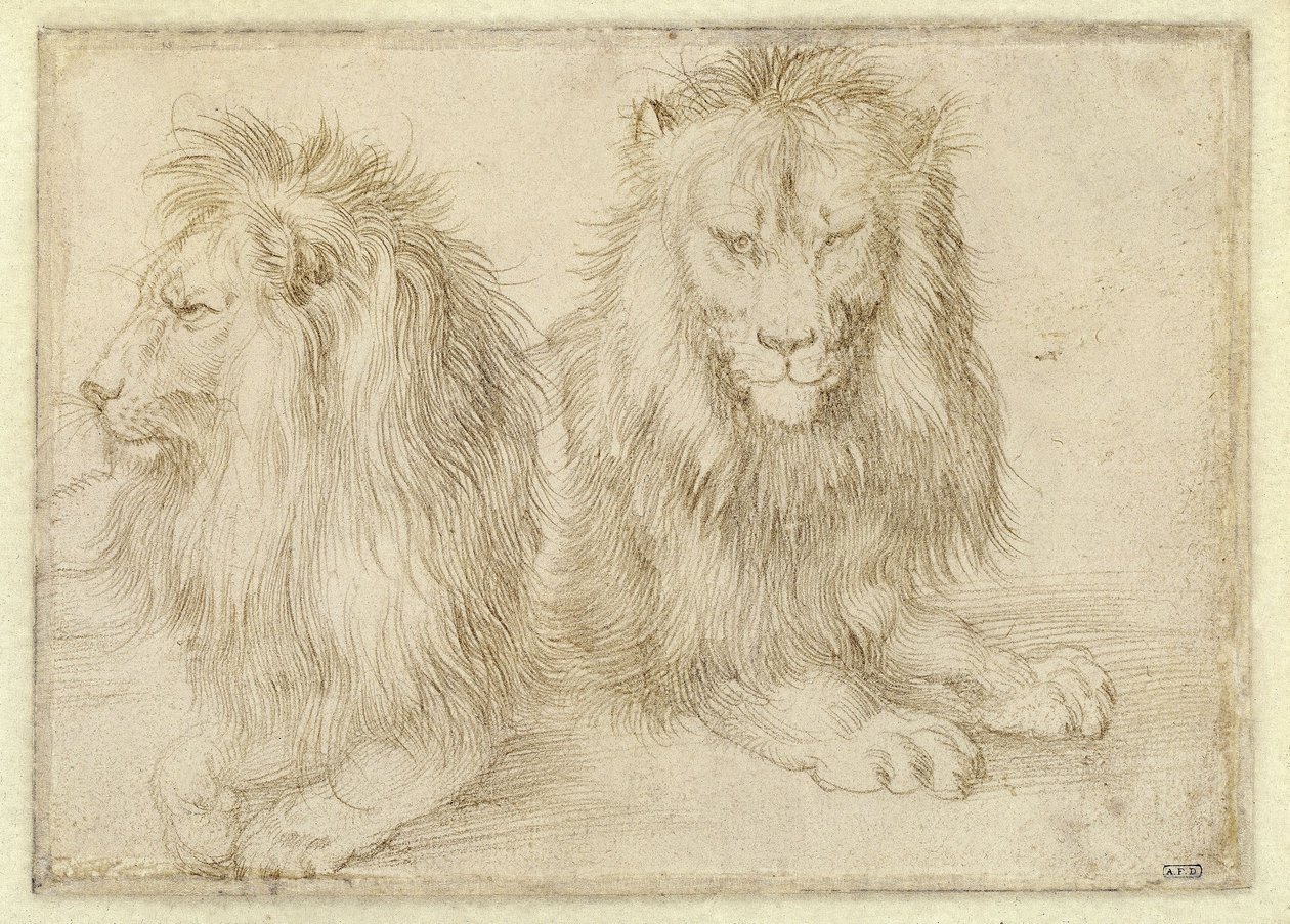 Dos leones tumbados de Albrecht Dürer
