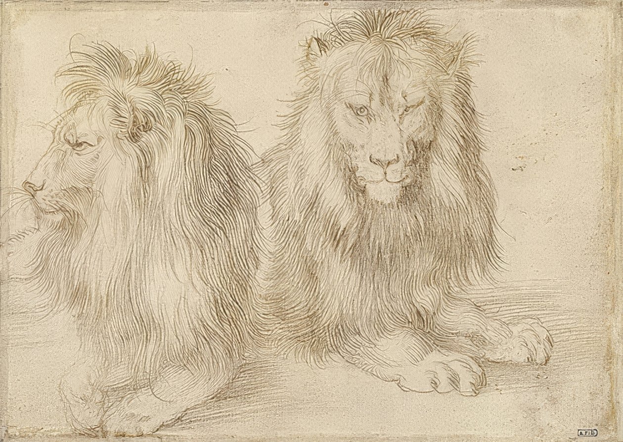 Dos leones acostados. 1521 de Albrecht Dürer