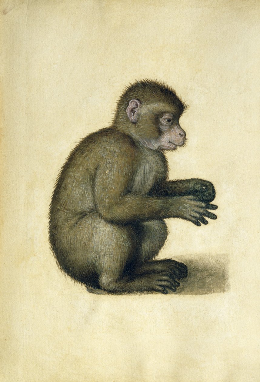 Un mono de Albrecht Dürer
