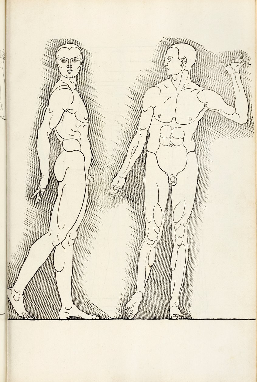 Xilografía anatómica de Hierinn sind begriffen vier bücher von menschlicher Proportion, 1528 de Albrecht Dürer