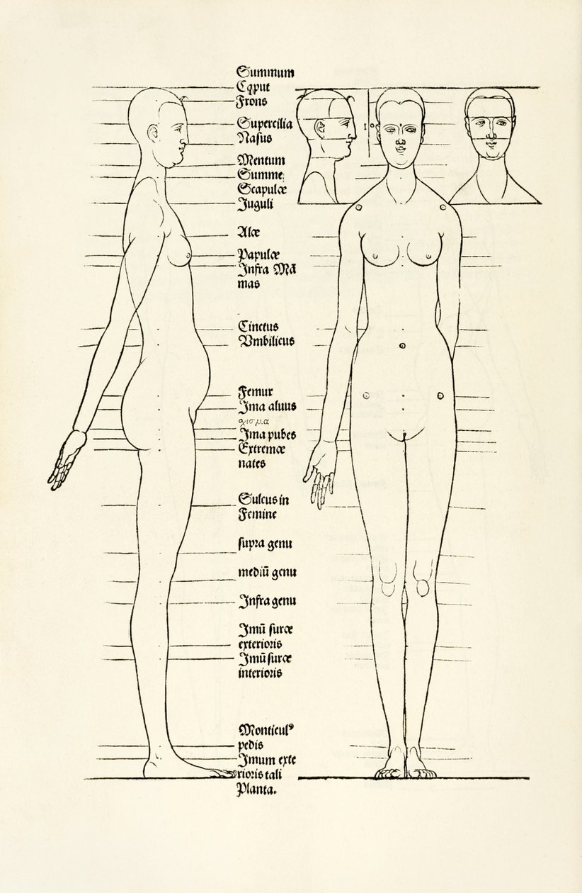 Madera anatómica femenina de 