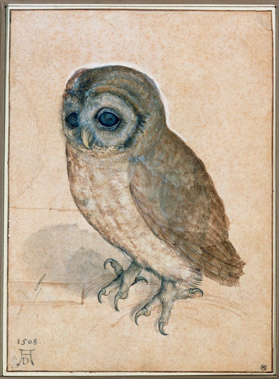 Kaeuzchen - El pequeño búho de Albrecht Dürer or Duerer