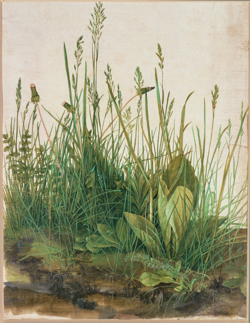 Gran macizo de turba - Das grosse Rasenstueck de Albrecht Dürer or Duerer