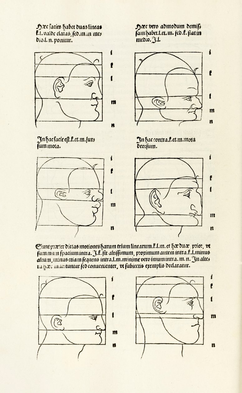 Proporciones de la cabeza humana de 