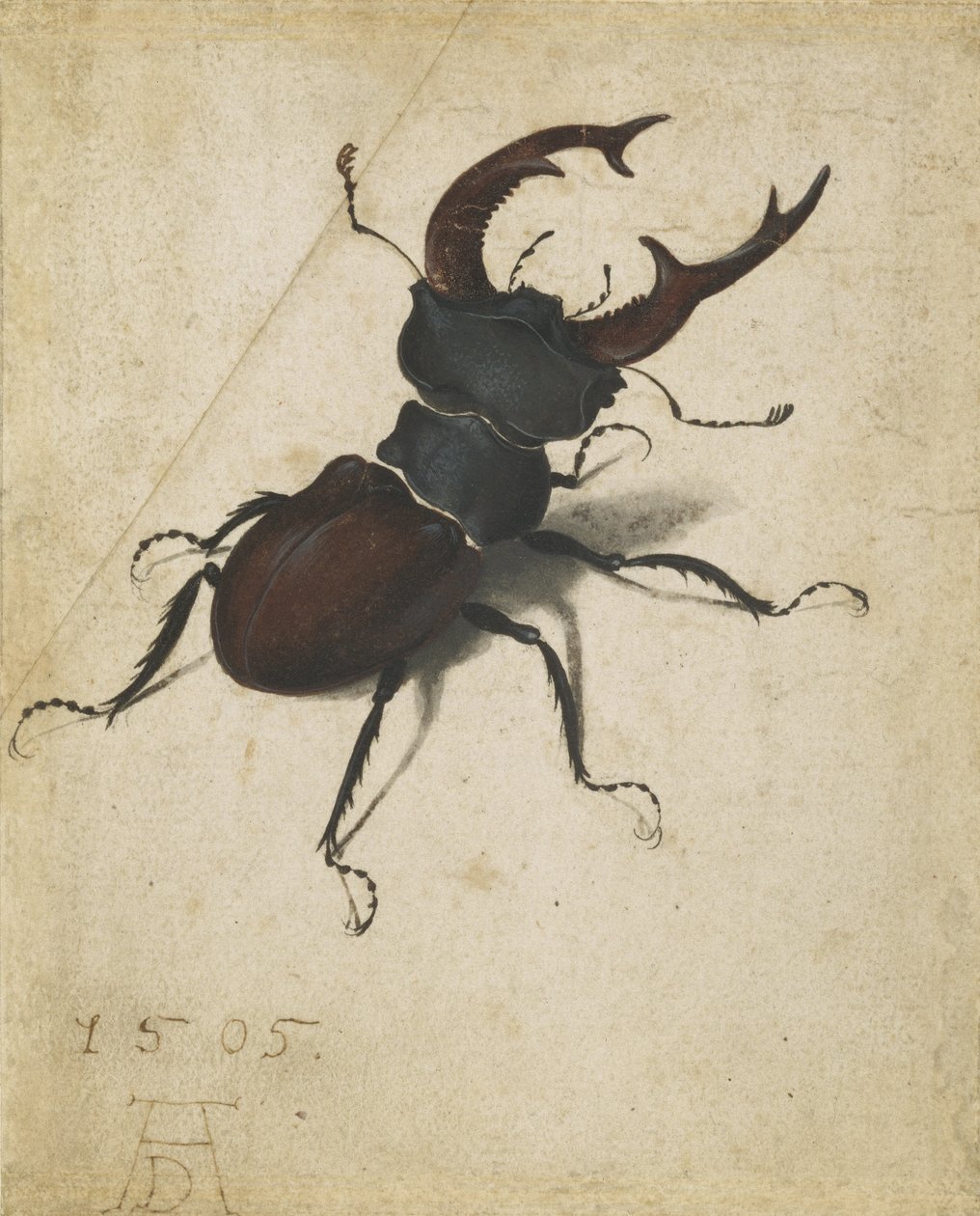 Escarabajo ciervo de Albrecht Dürer