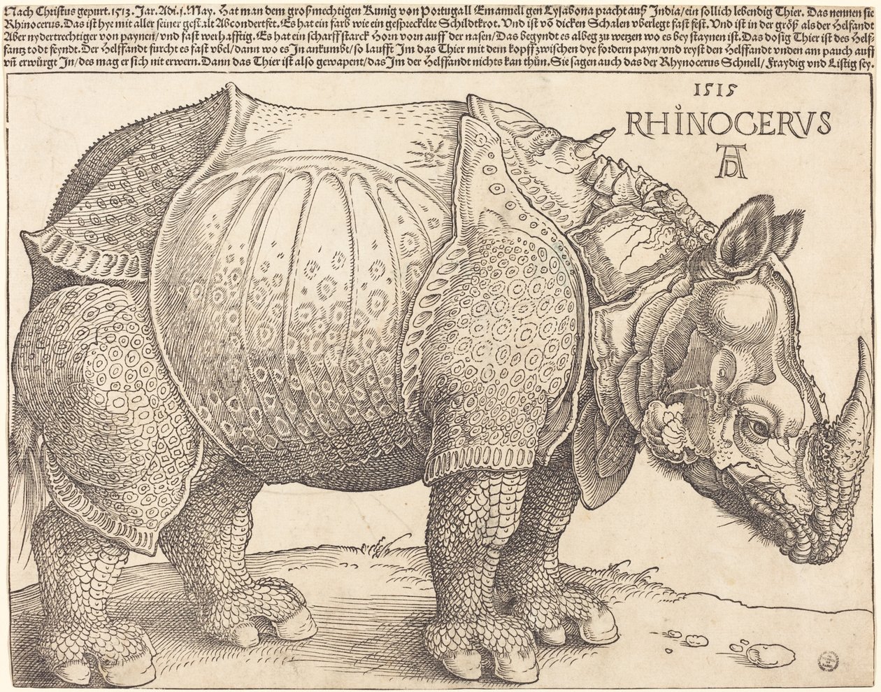 El Rinoceronte de Albrecht Dürer