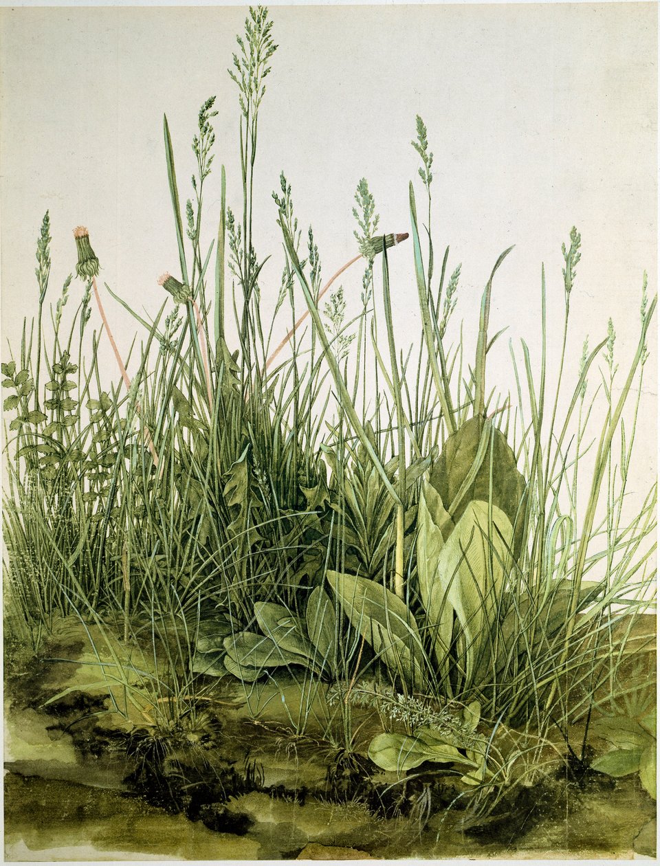 La tierra con hierbas silvestres de Albrecht Dürer