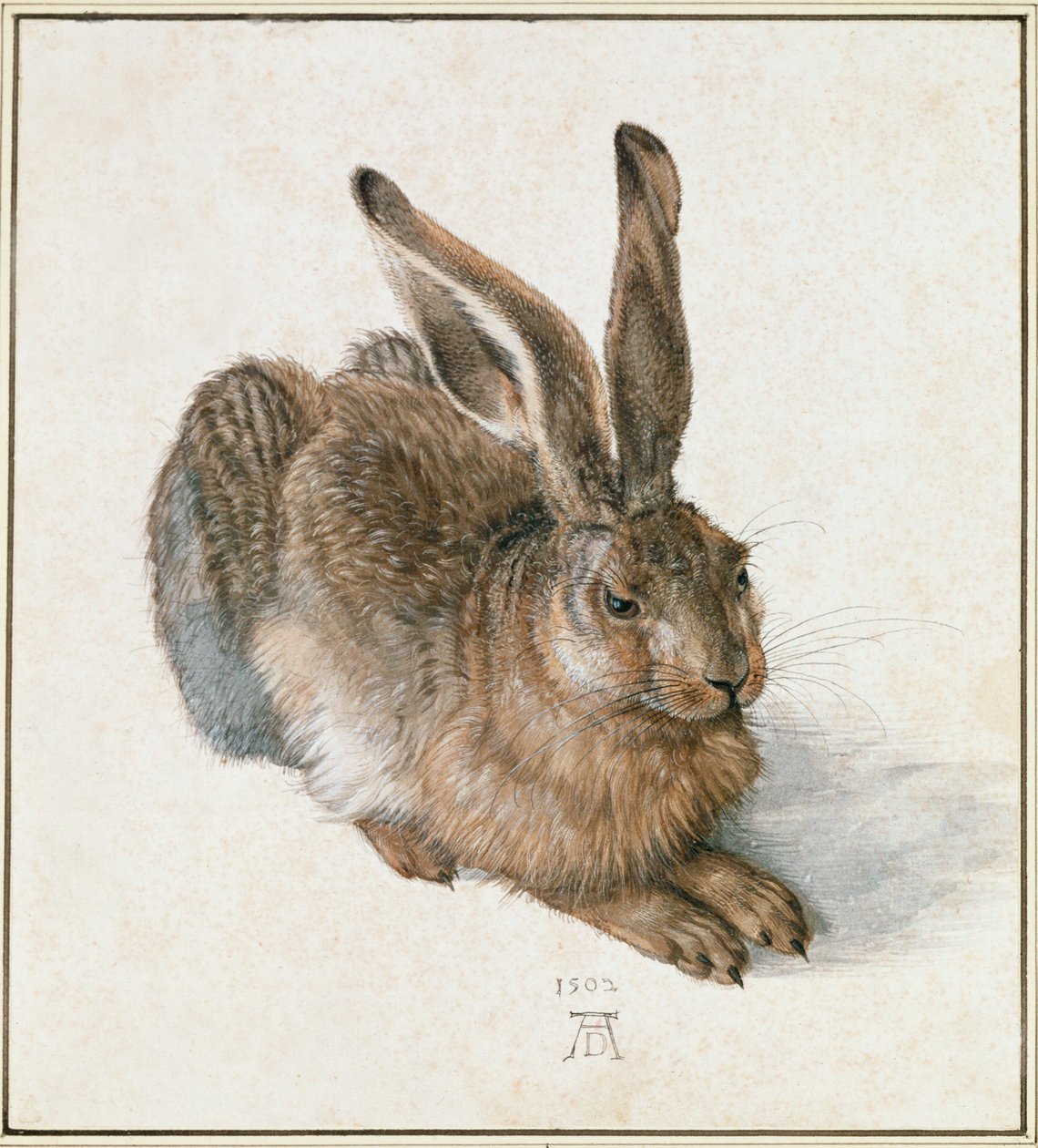 Liebre joven de Albrecht Dürer or Duerer