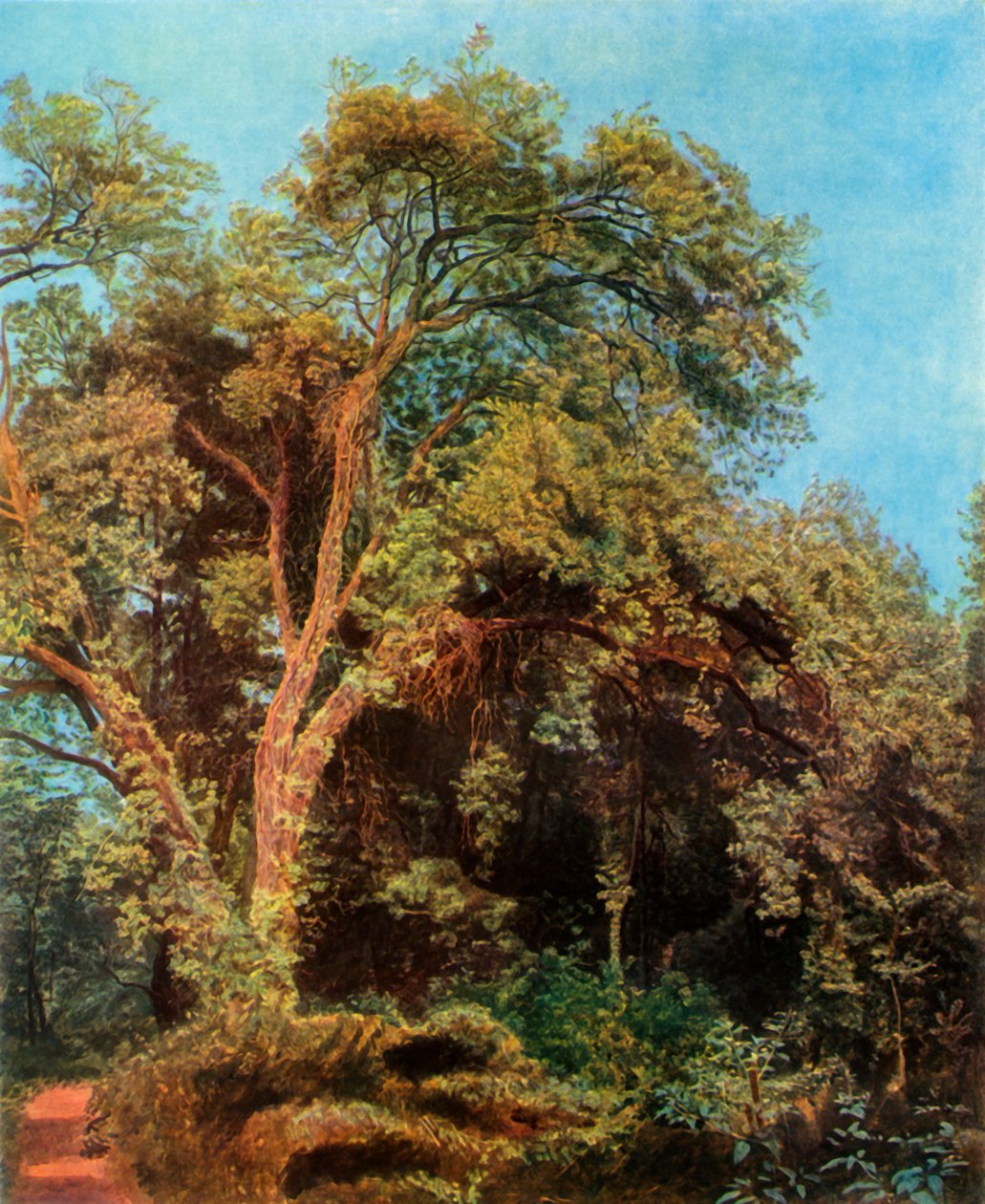 Árbol en el parque, mediados del siglo XIX, 1965 de Aleksandr Ivanov