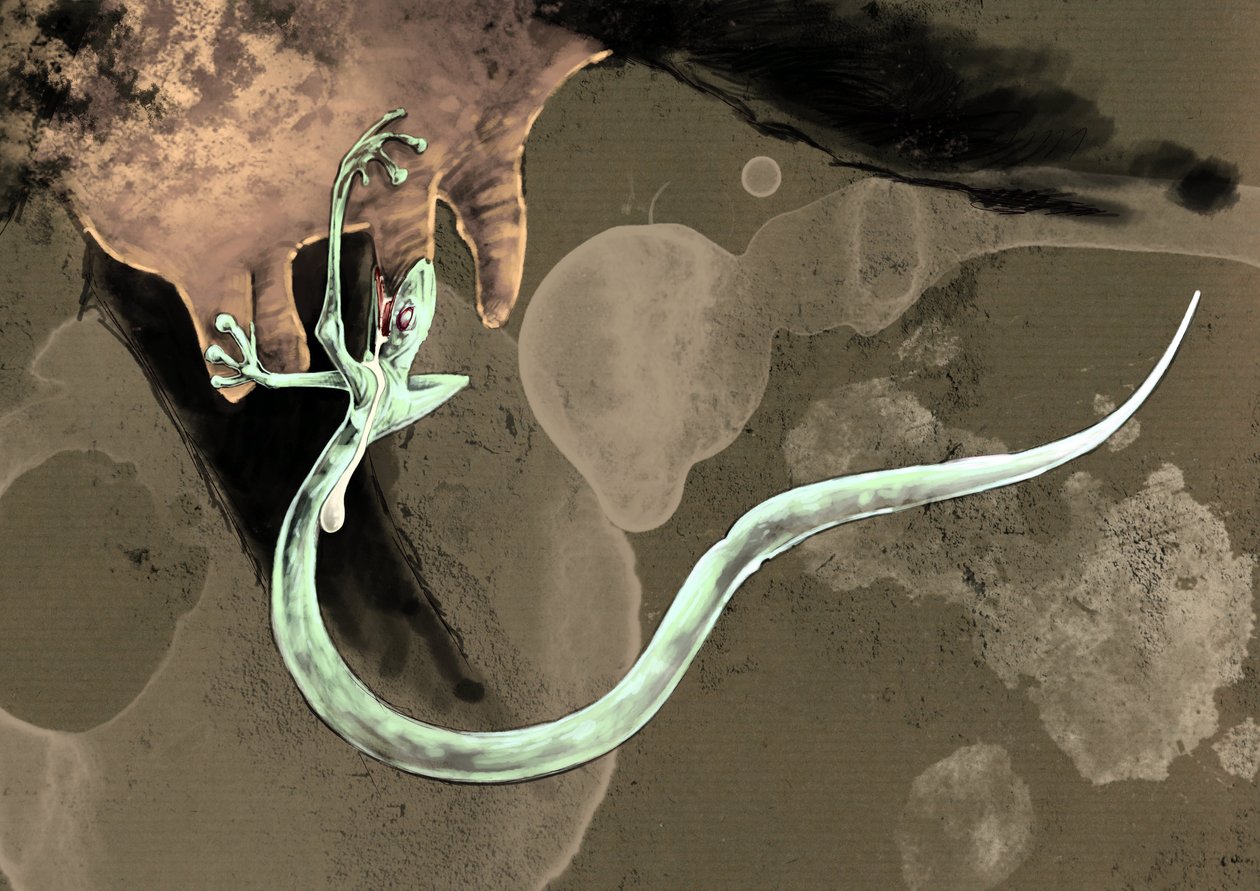 Monstruos y criaturas fantásticas, criptozoología: representación de un Tatzelworm (o gusano a patas o arassas) Dibujo de Alessandro Lonati, 2012 de Alessandro Lonati